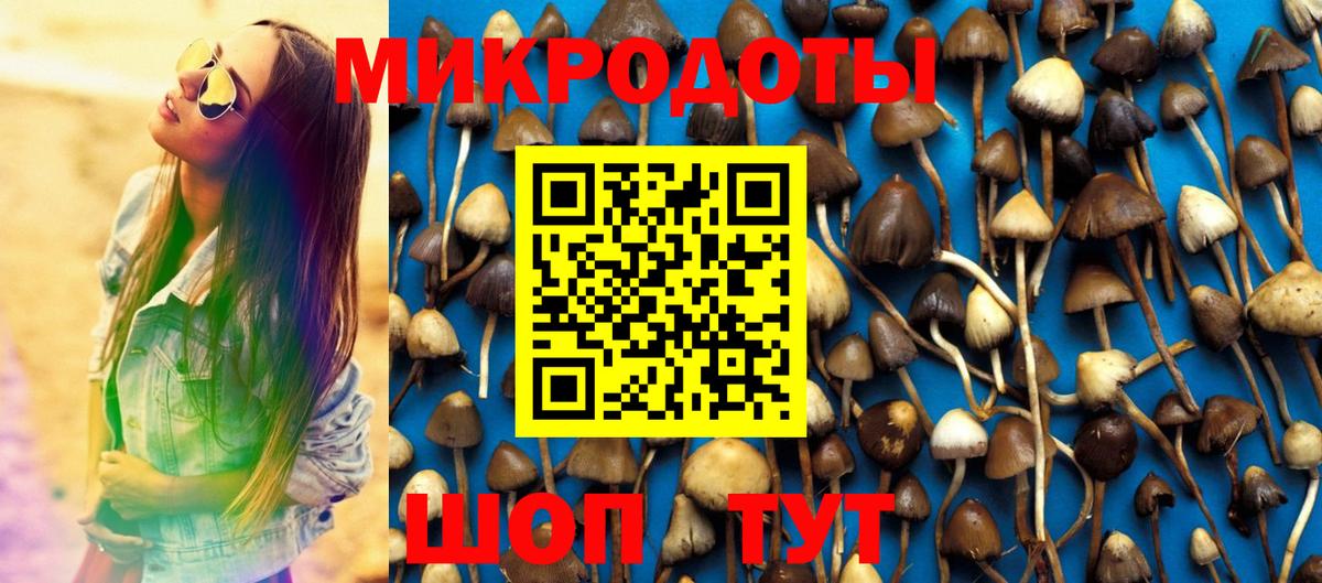 Галлюциногенные грибы Psilocybe Алексеевка